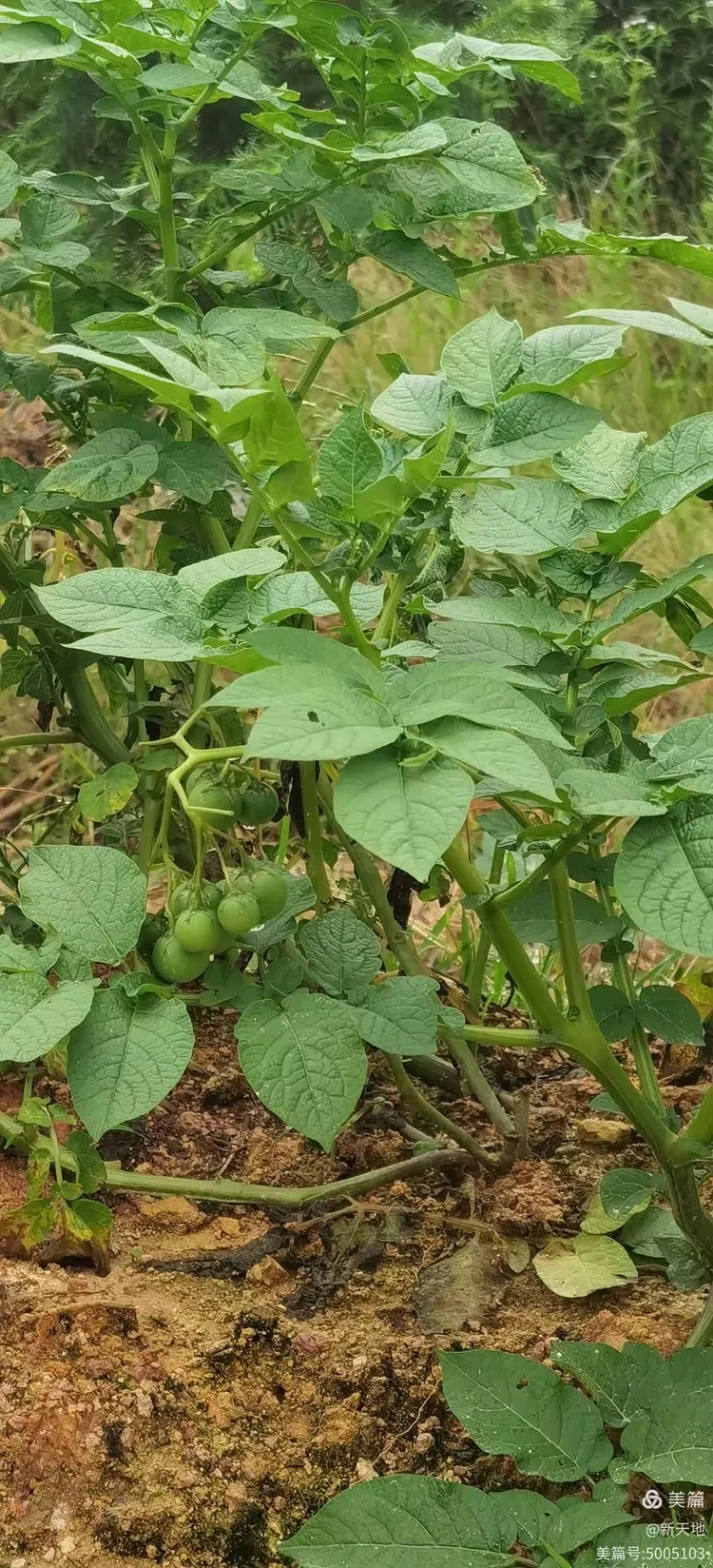 植物观赏 马铃薯果实